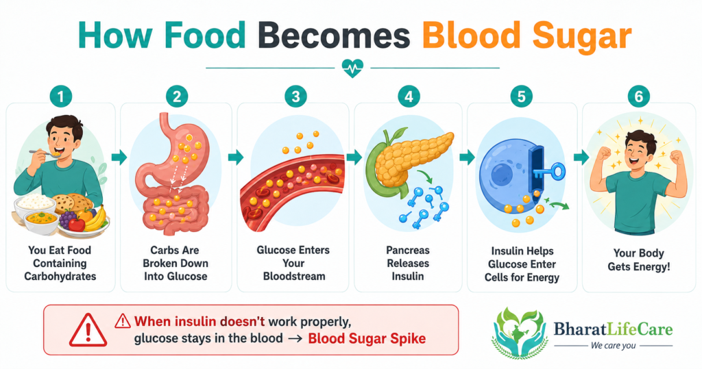 Diagram showing how carbohydrates are broken down into glucose and how insulin regulates blood sugar after eating